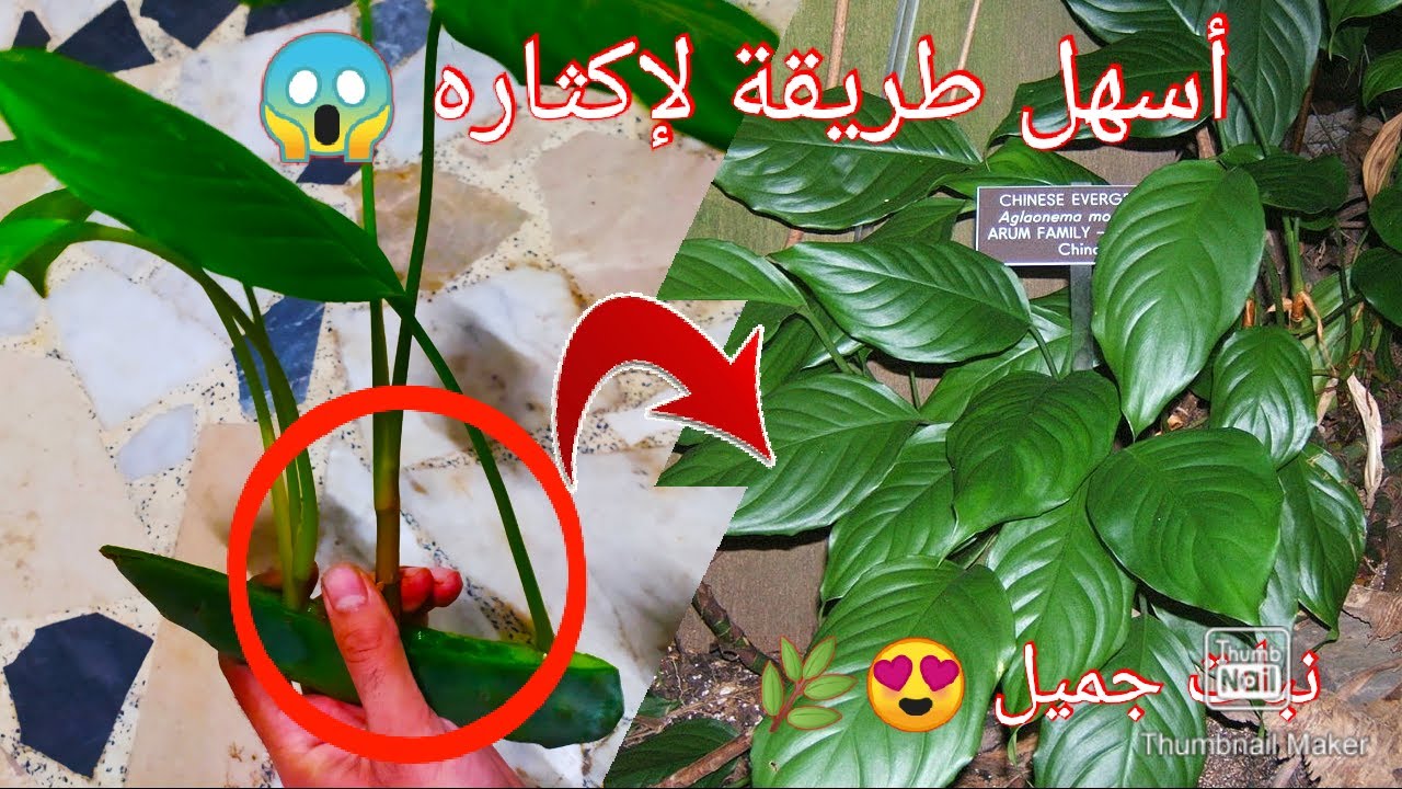 نبات أخضر صيفا وشتاء لمنزلك 😱