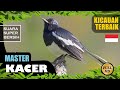 Suara Kicauan Burung Kacer Terbaik Part Masteran Kacer Kacer Gacor Pancingan Kacer Mp3 - Mp4 Download