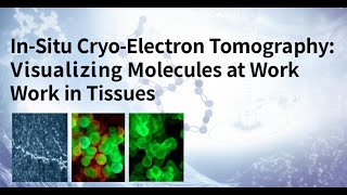 In-Situ Cryo-Electron Tomography: Visualizing Molecules at Work in Tissues.