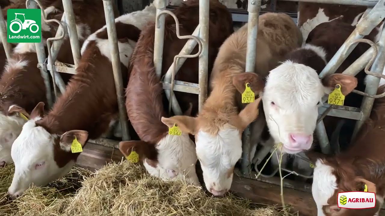 Ferma për prodhimin e qumështit në fshatin Strezovcë të komunës së Kamenicës