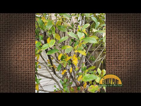 Video: Yellow Gardenia Leaves - Yuav Ua Li Cas Kho Ib Gardenia Nrog Yellow Leaves