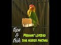 Cara Merawat Burung Lovebird Jantan Agar Ngekek Panjang