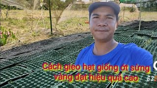 Định Youtube/Cách gieo hạt giống ớt sừng vàng đạt hiệu quả cao.