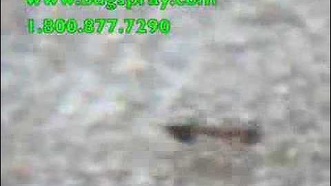 Acrobat Ants with their Heart Shaped abdomen