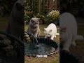 Tito and Luca are ADORABLE cats who Built a Fish Pond 😻 #cute #trendy