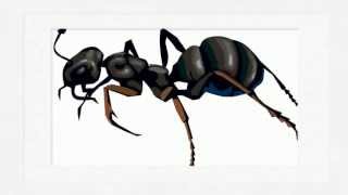 Pest Control Dacula GA - (888) 458-0008