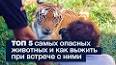 Травоядный Тигр ile ilgili video