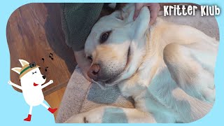 Introducing The LAZIEST Dog On Earth (Part 1) l Kritter Klub