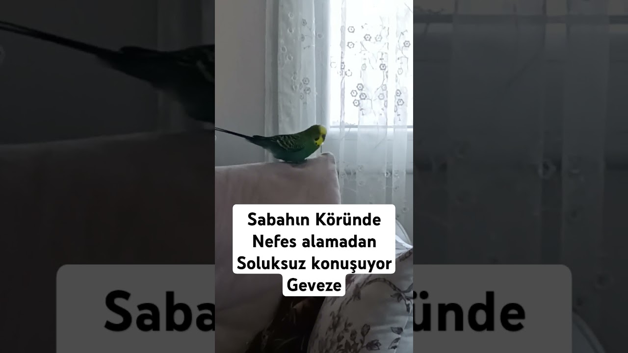 Sabahın Köründe Nefes alamadan Soluksuz konuşuyor Geveze #muhabbetkusu #muhabbetkuşufıstık #kuslar