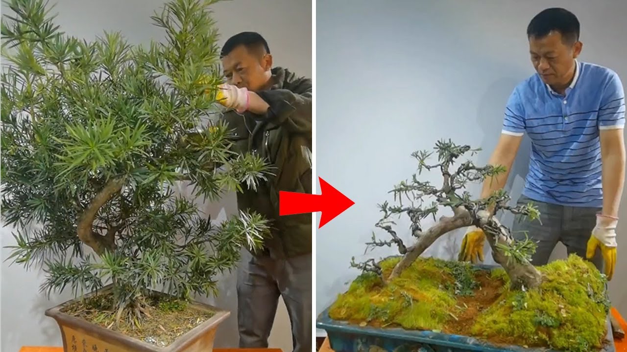 How to bend a bonsai - great bonsai bending skills 
