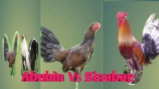 Abuhin Vs Binabae kulay Kontra pilo part 2 Panoorin #JohmTV