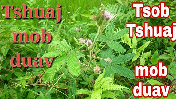 Tso tshuaj zoo mob duav tshaj plaws| Nroj txaj muag