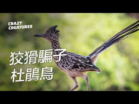 狡猾的騙子：杜鵑鳥 | 奇怪動物紀錄片