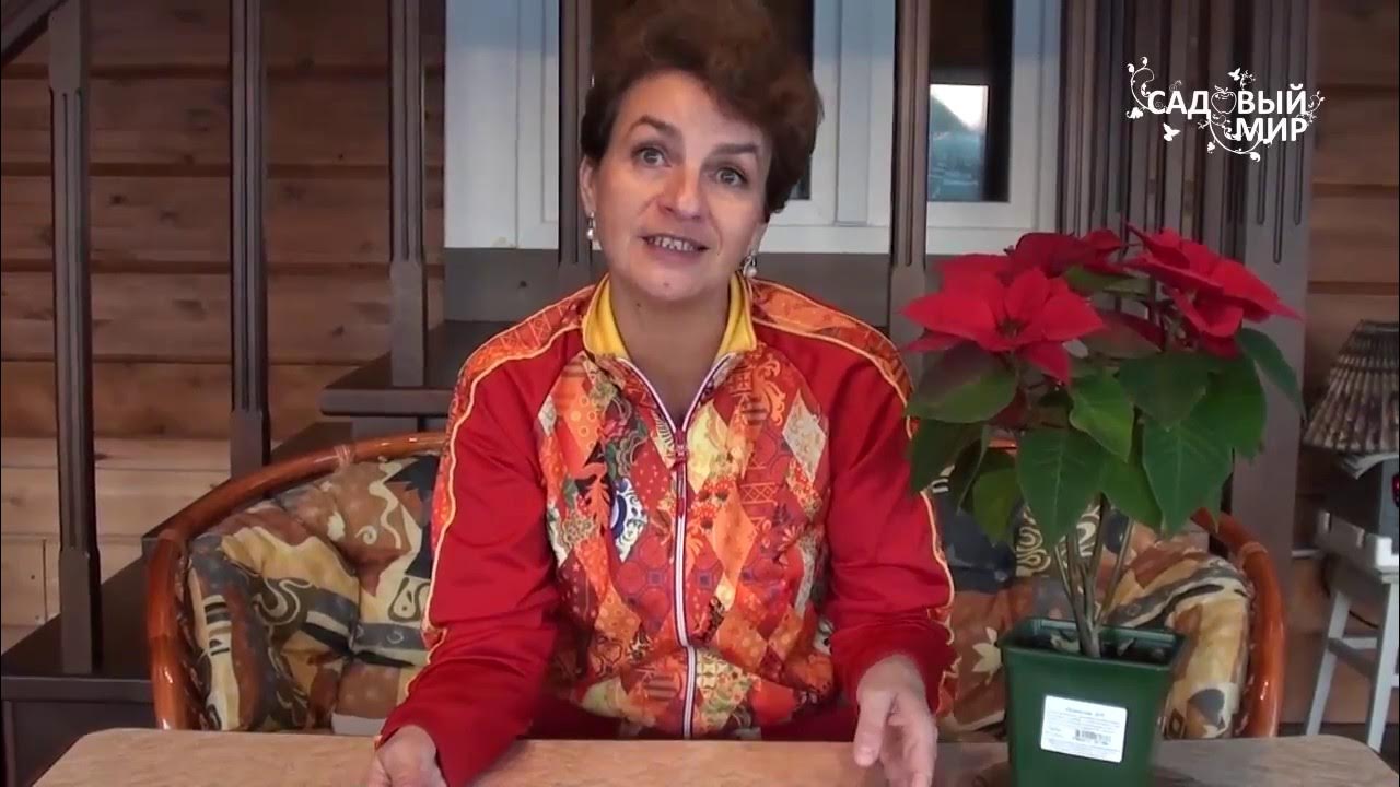 Садовый мир новгород. Садовый мир новгород. Садовый мир ютуб. Садовый мир с натальей петренко хвойники. Садовый мир ютуб.