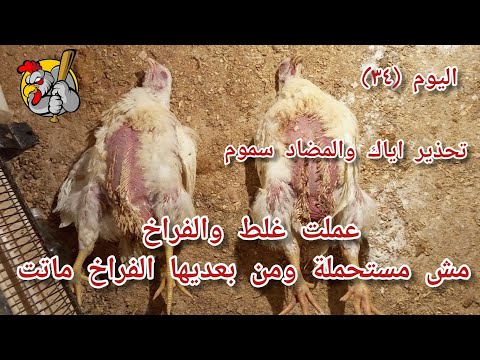 اليوم ٣٤ احذر نزول مضاد سموم نزلت برافع مناعة وموسع شعب تربية الفراخ البيضاء