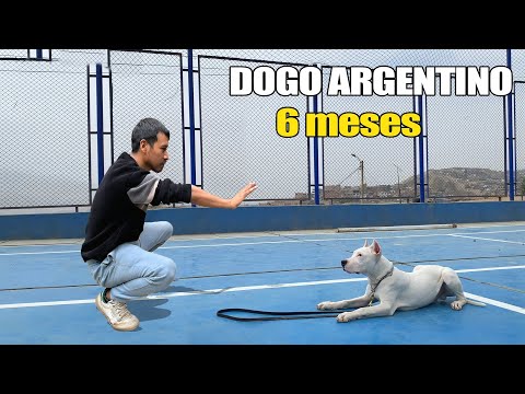 Wideo: Doxiepoo