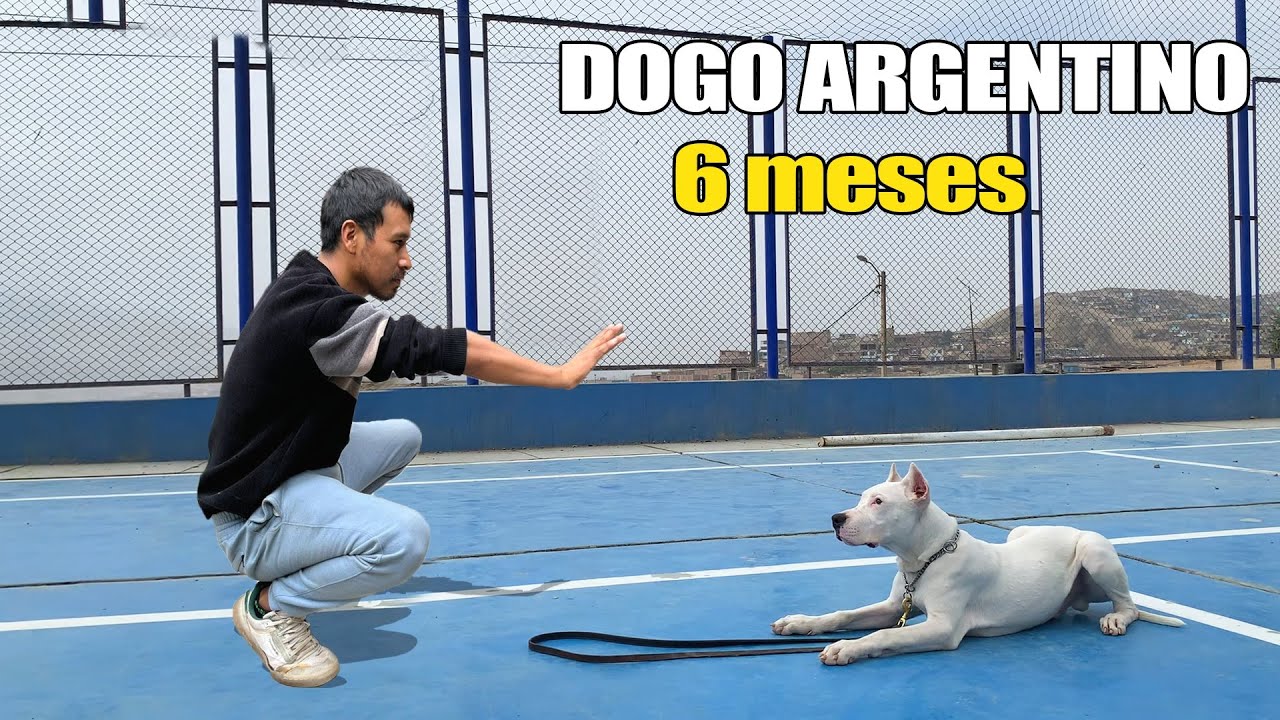 Entrenamiento de Dogo Argentino de 6 meses