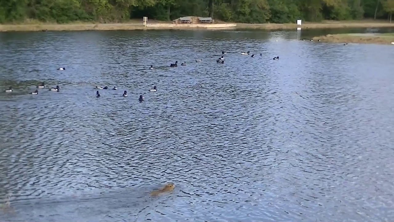 JVC HM440 Camcorder Test 1 YouTube