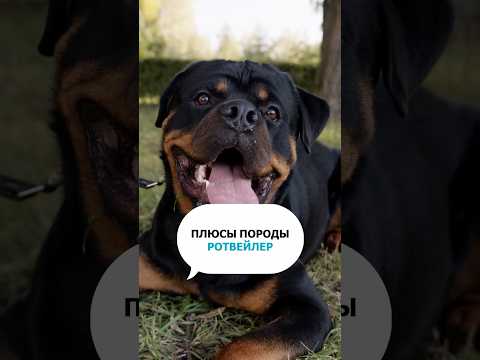 РОТВЕЙЛЕР - вот почему стоит заводить эту собаку! #shots