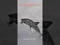 The Most Terrifying Marine Predators in Earth’s History 🦈⚔️#Short #Fishing🐟 #Video 👍