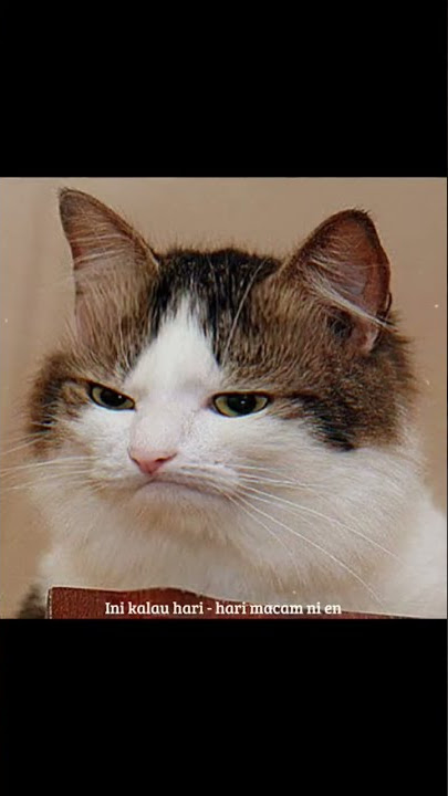 Ini kalau hari - hari macam ni penat lah ... viral sounds on tiktok 😼😌