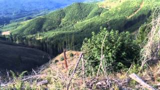 Mountain Quail Sounds