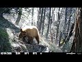 California Public Land Winter Black Bear - Spypoint Flex S