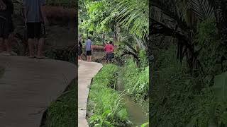 Akibat Hujan Besar Ikan Banyak Yg Hanyut