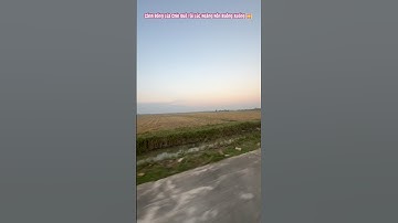 Cánh Đồng Lúa Chín Quê Tôi Lúc Hoàng Hôn Buông Xuống 🌅