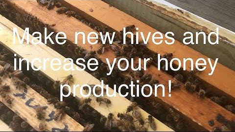 Splitting 1 BeeHive into 3 & Adding a Queen Excluder #beekeeping #queenbee @PawpawSammyAlyBug