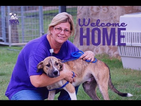 horseshoe bend Isaac-Affected Pets come to the SPCA of Texas