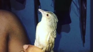 Ciblek gacor ngebren panjang di tangan