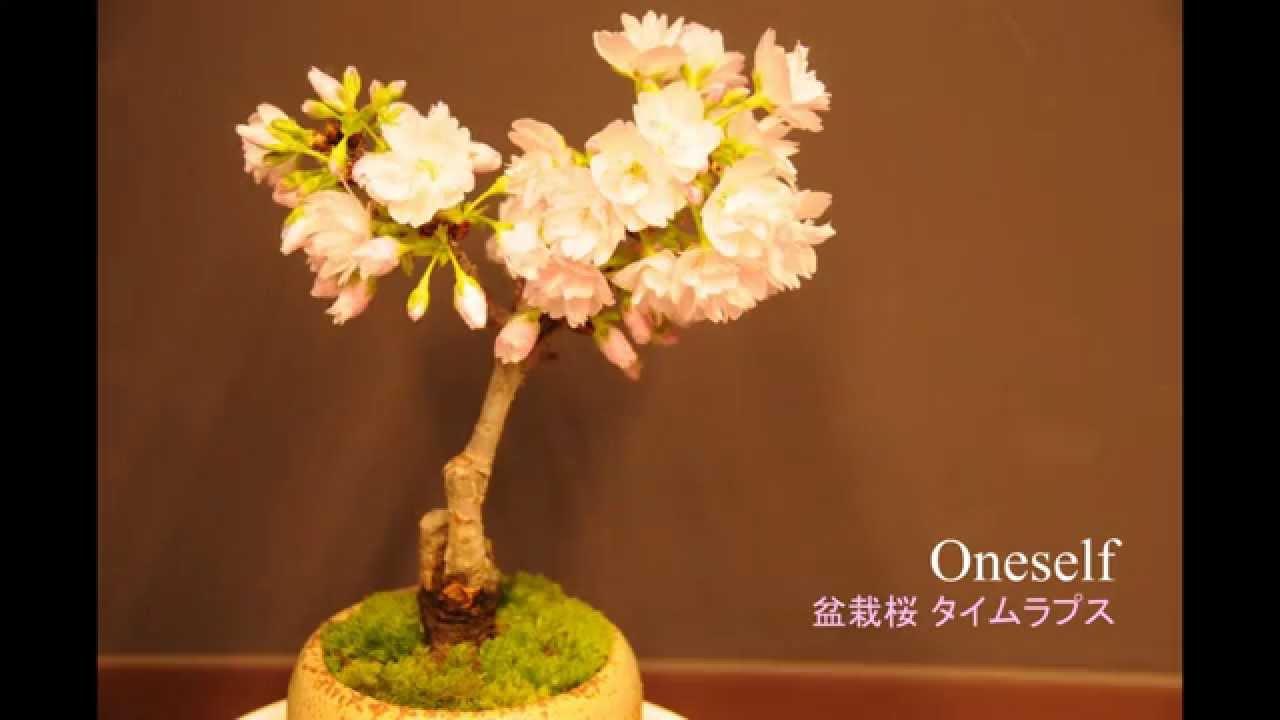盆栽桜 旭山桜 蕾から開花までのタイムラプスムービー Oneself Youtube