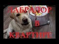 ЛАБРАДОР В КВАРТИРЕ. LABRADOR