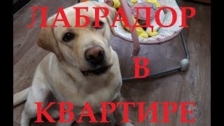 :   . LABRADOR