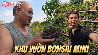 Bonsai mini vẫn luôn hấp dẫn và được nhiều người yêu thích 