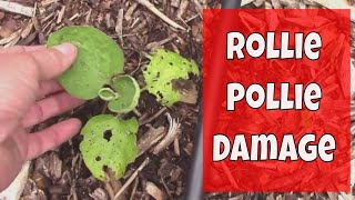 How We Protect Young Seedlings From Rollie Pollie Damage, AKA Pillbugs