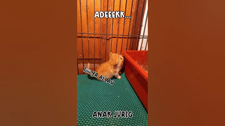 Watch the video about Kemasan sachet 😆 #cat #kucinglucubandung #imut #kitten #cute #cutecat #exotic #peaknose #fyp