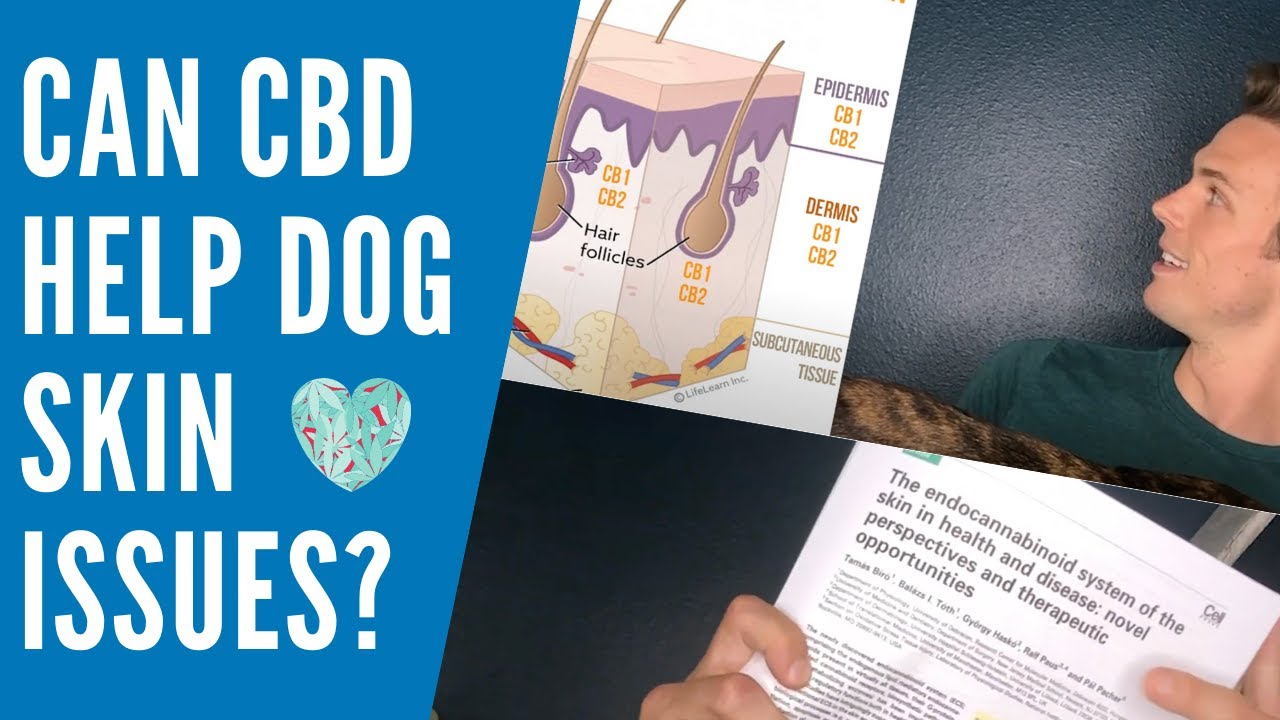 Can Cbd Help Dog Skin Allergies? Best 22 Answer