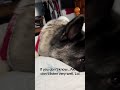 #akitaworld #foryou #funny #pets #attitude