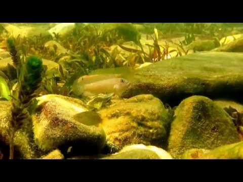 Telmatochromis temporalis