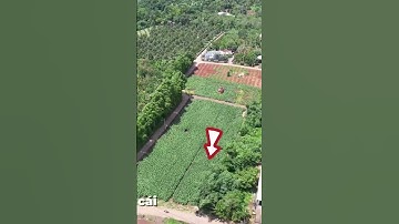 Gấp Gấp ! Bán Đất Vườn Có Thổ Cư Ở Bà Rịa Vũng Tàu Để Xử Lí Công Nợ#shorts