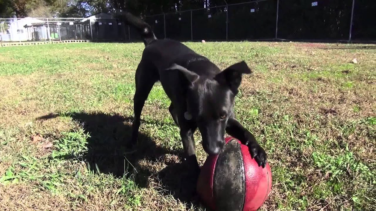 Animal Aid Society - Ariel