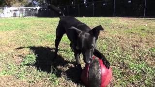 Animal Aid Society - Ariel