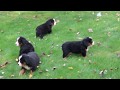 Bernese Mountain Dog Puppies For Sale Bernese Mountain Dog Puppies For Sale
