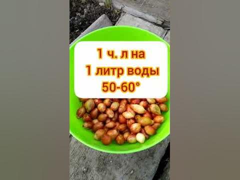 Посадка Лук-севок - YouTube