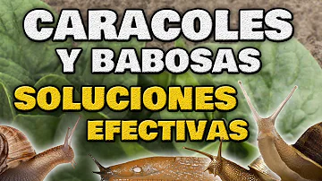 ¿Qué aspecto tiene una plaga de babosas?