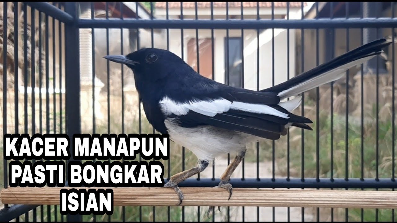 COBA SAJA KACER JENIS APA AJA PASTI NYAUT DAN GACOR DENGAN PANCINGAN