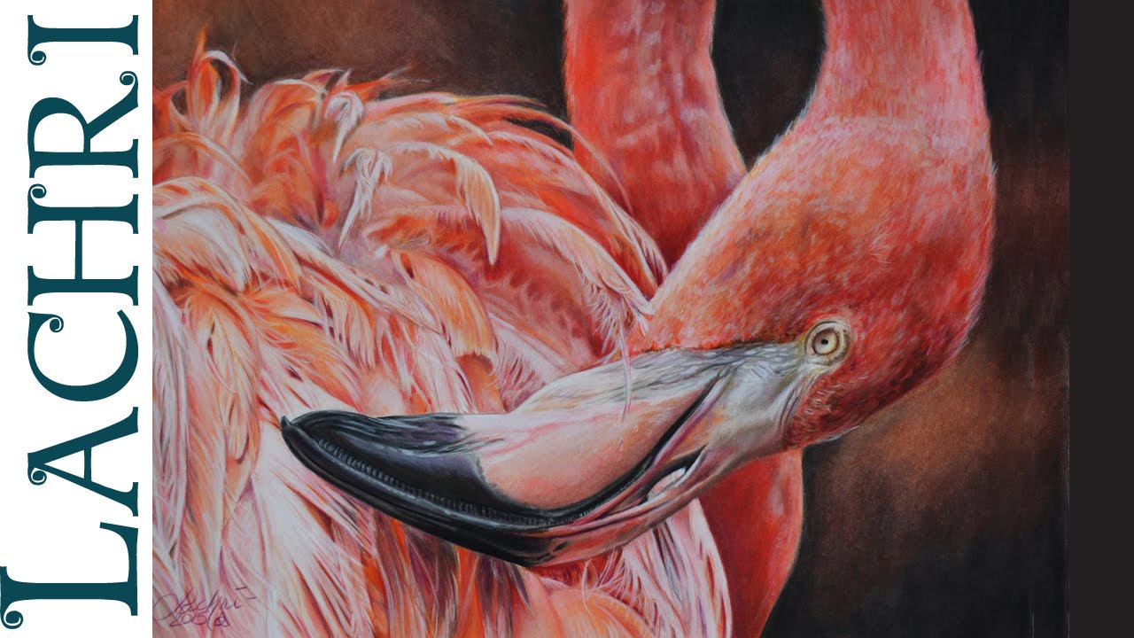 Drawing a flamingo in colored pencil - tutorial w/ Lachri