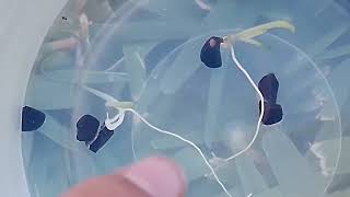 Lirio persa o africano reproducción en agua